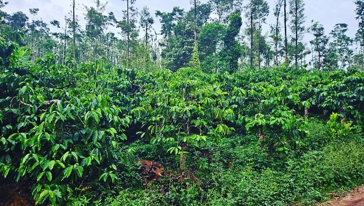 28 acre well maintained coffee estate for sale in sakleshpura