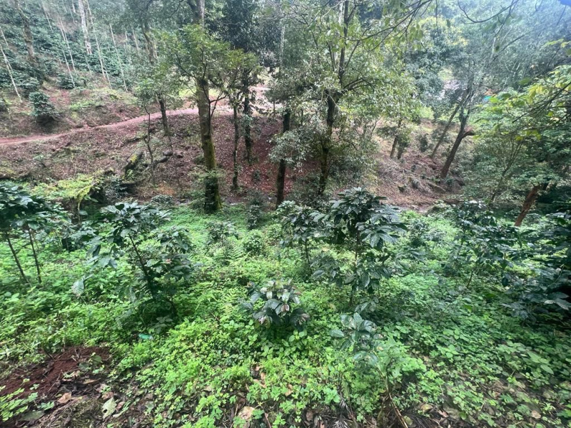 3 acres land for sale in Giri area  Chikkamagaluru