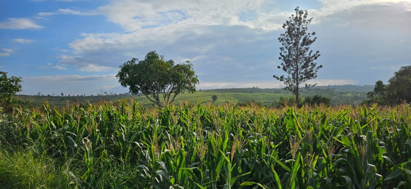30 acre farm land for sale inbetween Belur - Halebeedu