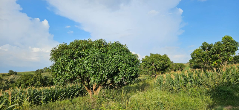 30 acre farm land for sale inbetween Belur - Halebeedu