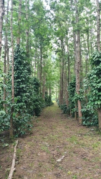 4 acre well maintained coffee estate for sale in Mallenhalli road Chikkamagaluru