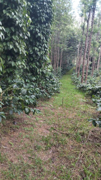 4 acre well maintained coffee estate for sale in Mallenhalli road Chikkamagaluru