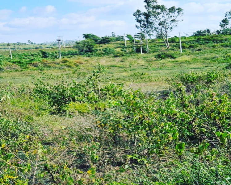 4 acre agri land for sale in Belur