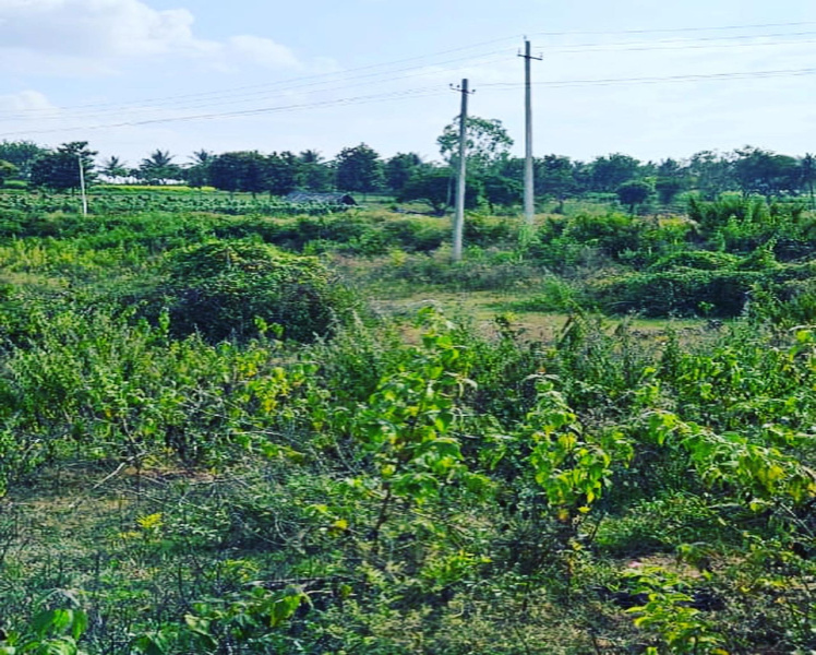 4 acre agri land for sale in Belur