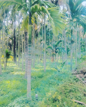 1 acre Areca plantation for sale in sakarayapatna