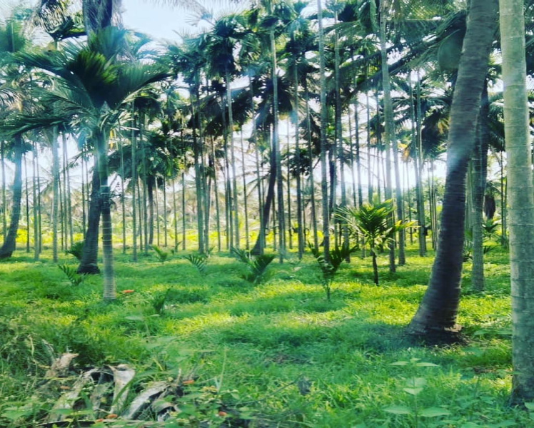 1 acre Areca plantation for sale in sakarayapatna