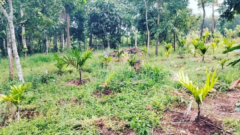 1.5 acre young Areca plantation +1 acre coffee plantation for sale in Chikkamgaluru