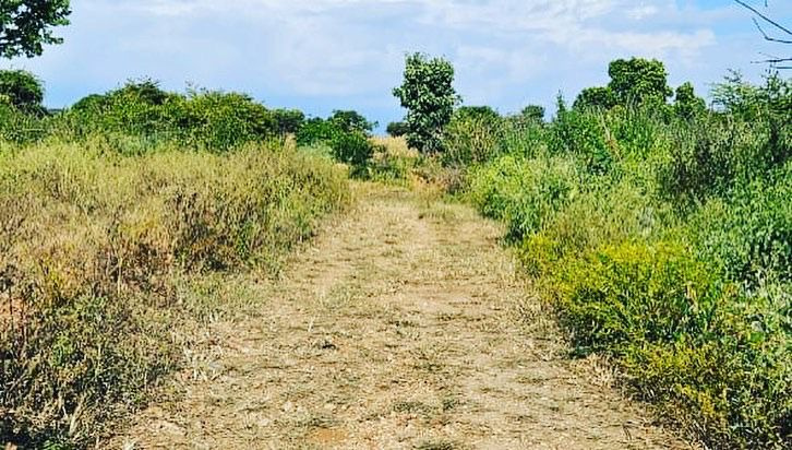 5 acre farm land for sale  Inbetween Belur and Halebeedu
