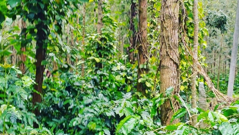 4 acre well maintained coffee estate for sale in Chikkamgaluru