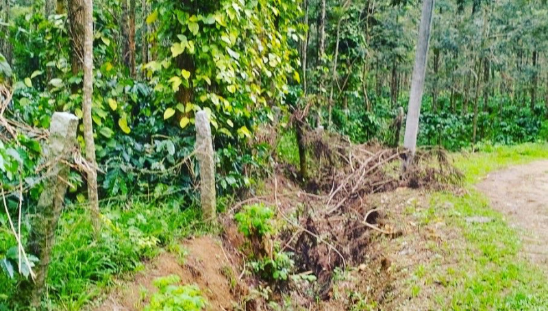 4 acre well maintained coffee estate for sale in Chikkamgaluru