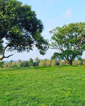 3 acre 12 Gunta converted land for sale in Sakleshpura