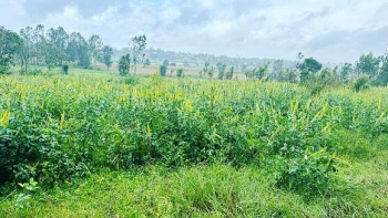 6 acre Niligiries and agri land for sale in Belur