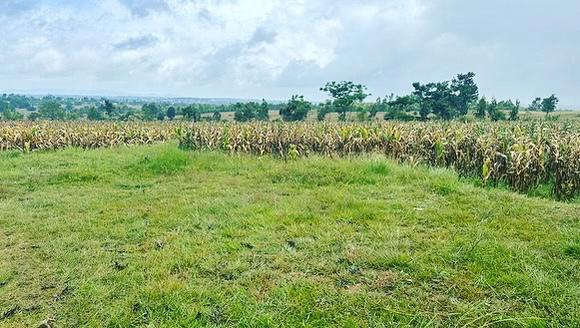 6 acre Niligiries and agri land for sale in Belur