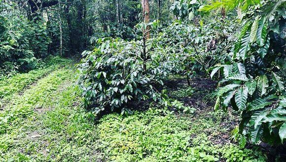 2.5 acre coffee estate for sale in Belur
