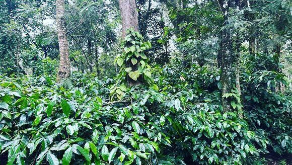 2.5 acre coffee estate for sale in Belur