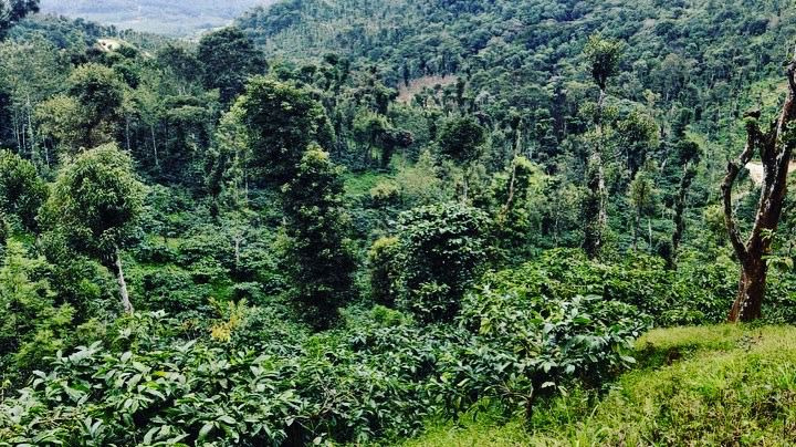 25+ acres coffee estate for sale