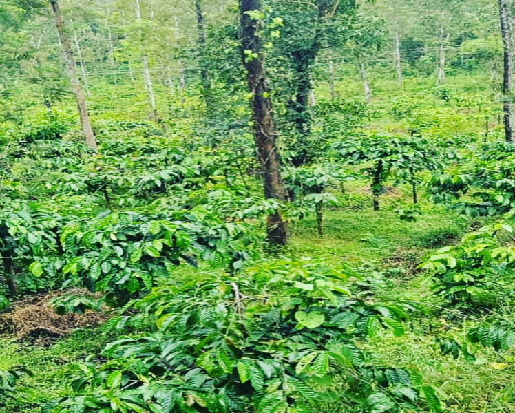 10 acre well maintained plantation for sale in Gendehalli area - Belur taluk - Hassan dist