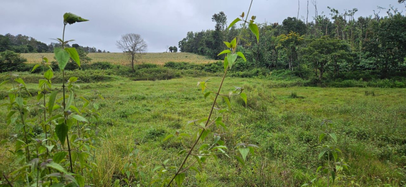 5.5 acre agri land for sale near Palya - Alur taluk Hassan dist