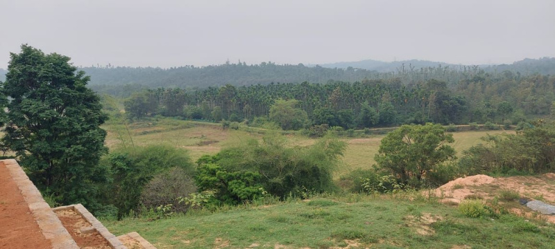 19 acre well maintained estate for sale Inbetween Mudigere and Saklehspura