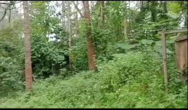 8 acre average maintained plantation for sale in Chikkamgaluru