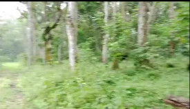 8 acre average maintained plantation for sale in Chikkamgaluru