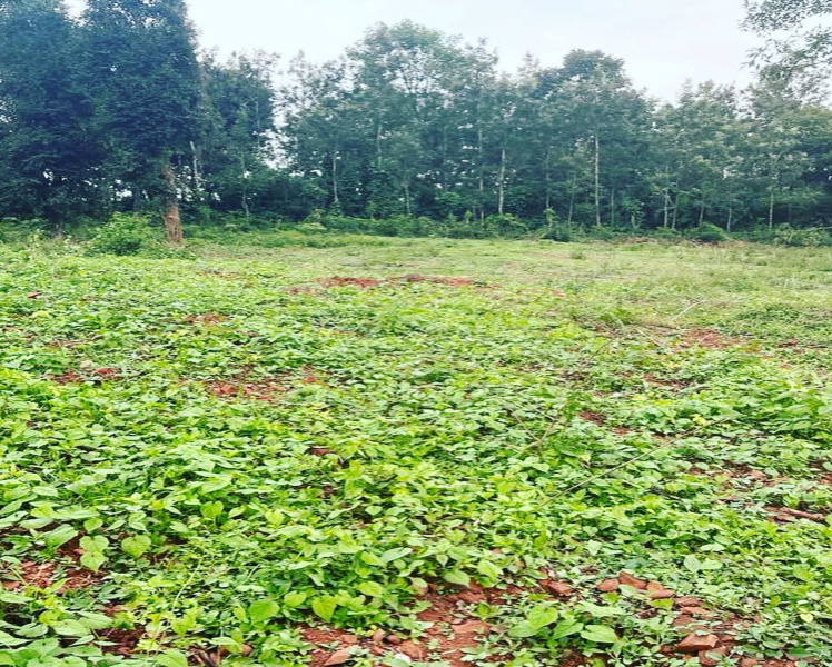 1 acre and 36 Gunta agri land for sale in Belur