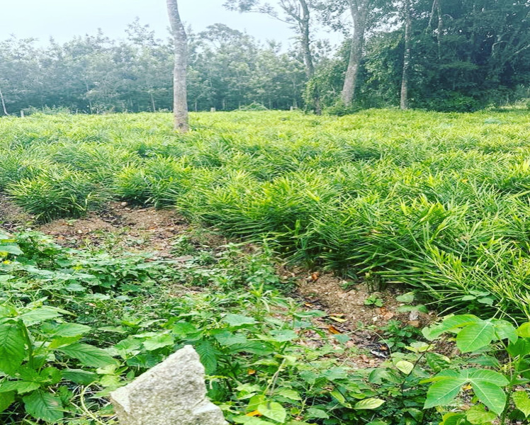 1 acre and 36 Gunta agri land for sale in Belur