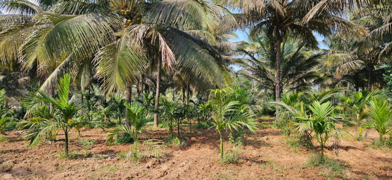 2 acre 2 Gunta farm land for sale in Hassan
