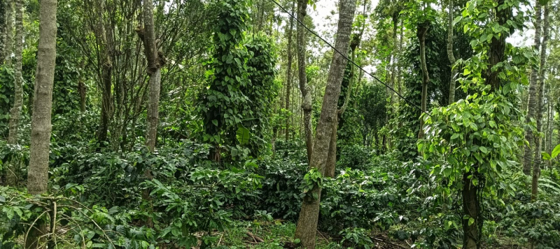 10 acre coffee estate for sale with farm house