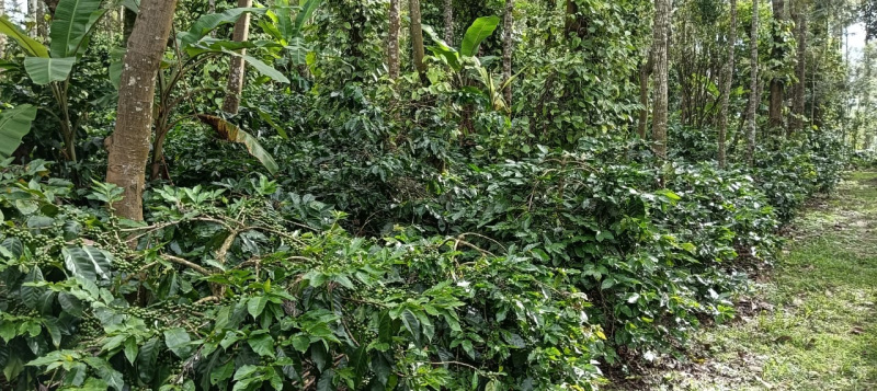 10 acre coffee estate for sale with farm house