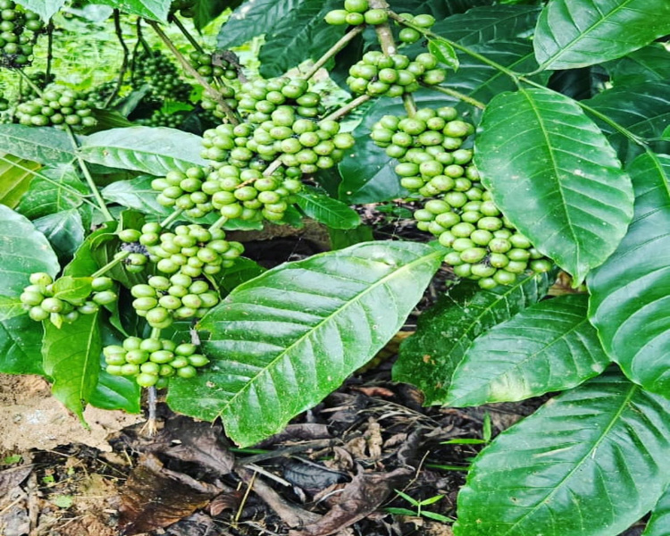 14 acre coffee estate for sale in Coorg district