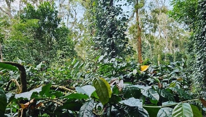 3.07 acre well maintained coffee estate for sale in Sakleshpura