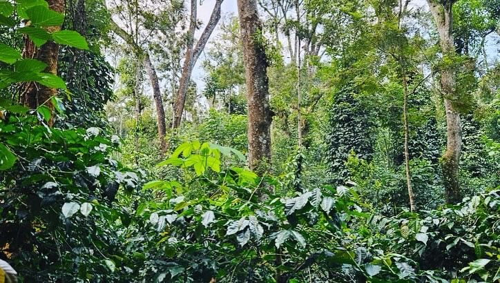 3.07 acre well maintained coffee estate for sale in Sakleshpura