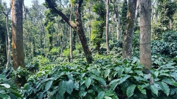 40 acre well maintained coffee estate for sale inbetween Belur and Mudigere