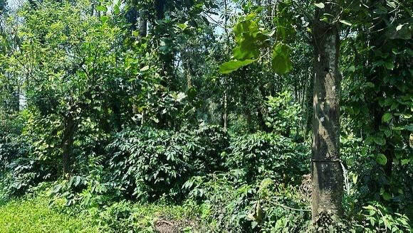 40 acre well maintained coffee estate for sale inbetween Belur and Mudigere