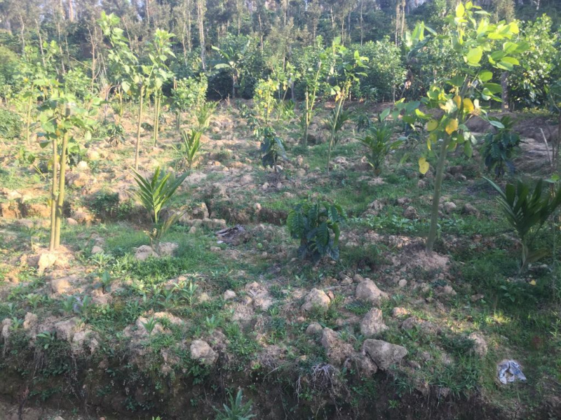 5.5 acre land for sale in Mudigere