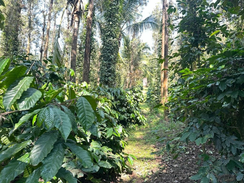 34 acre coffee estate for sale in Saklehspura