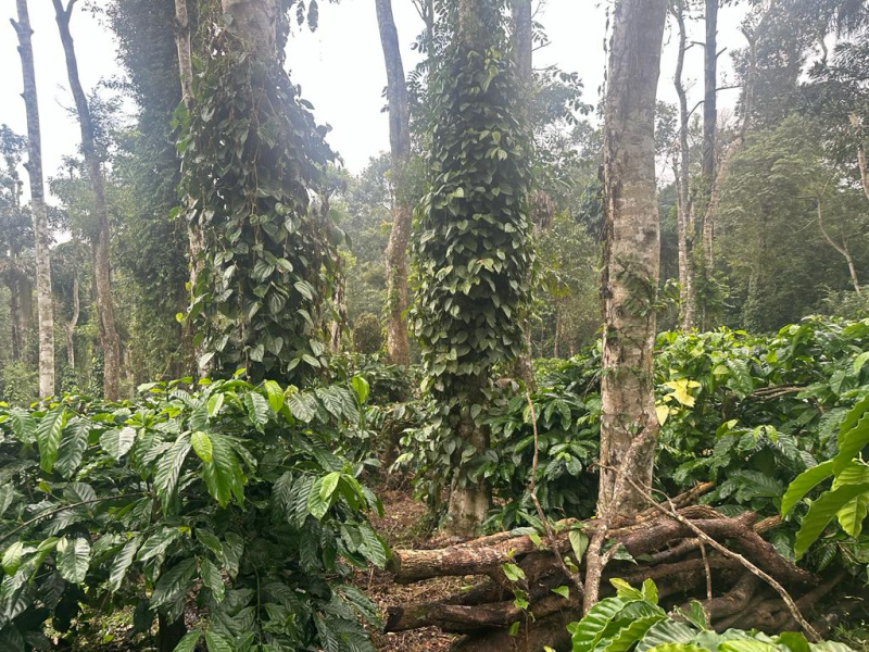 1.5 acre coffee estate for sale in Mudigere