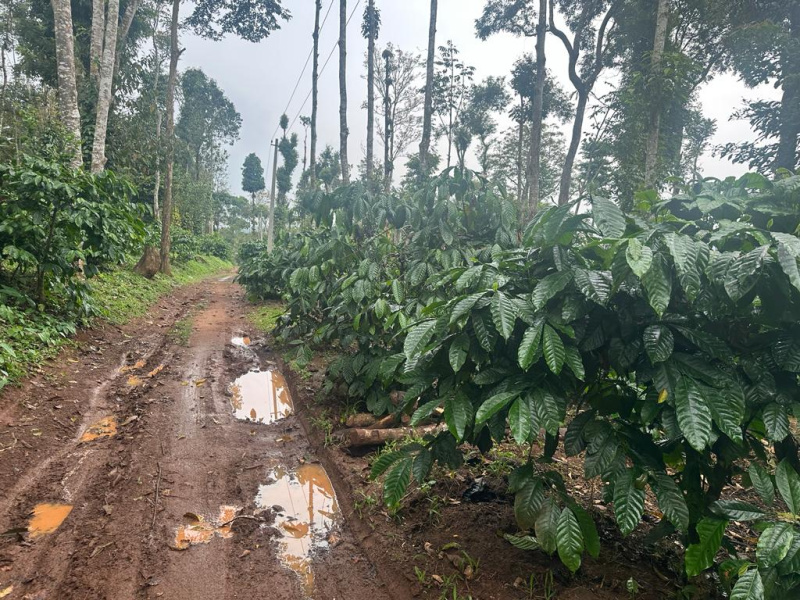 1.5 acre coffee estate for sale in Mudigere