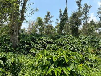 46 acre well maintained coffee estate for sale