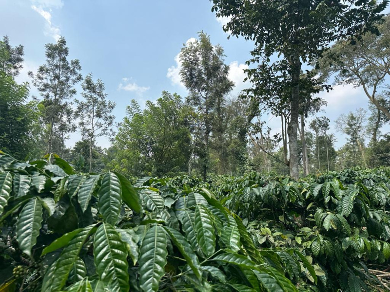 46 acre well maintained coffee estate for sale