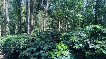 6 acre coffee estate for sale in Belur taluk Hassan district