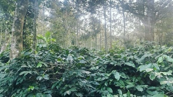 6 acre coffee estate for sale in Belur - Alur road Hassan