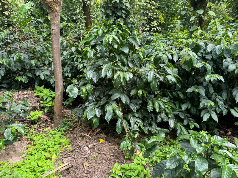 27 acre coffee estate for sale in Aldur area Chikkamagaluru