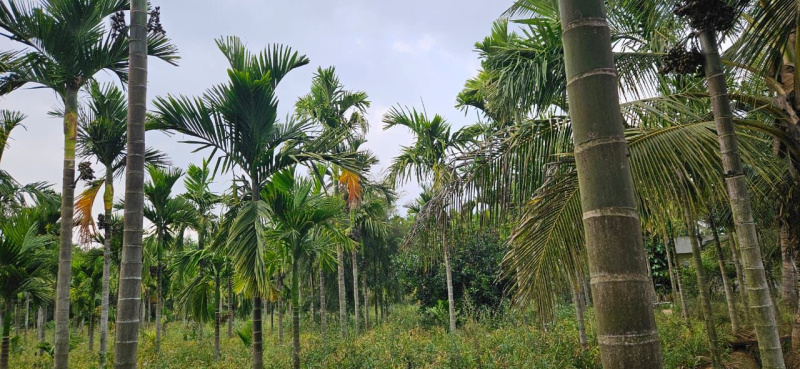 6 acre Areca plantation for sale in Hassan