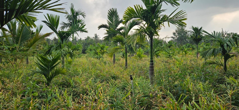 6 acre Areca plantation for sale in Hassan