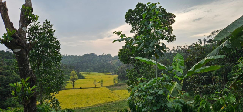 14 acre well maintained coffee estate for sale in Sakleshpura