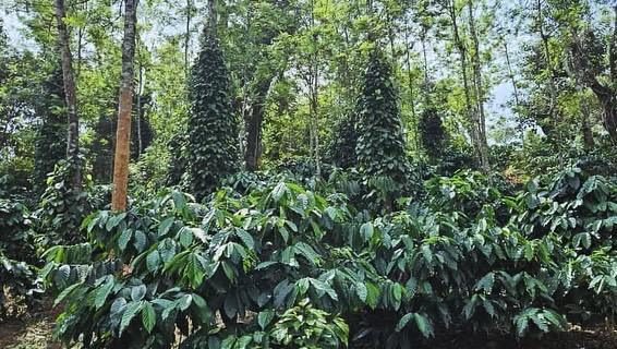 4.32 acre well maintained coffee estate for sale in Mudigere