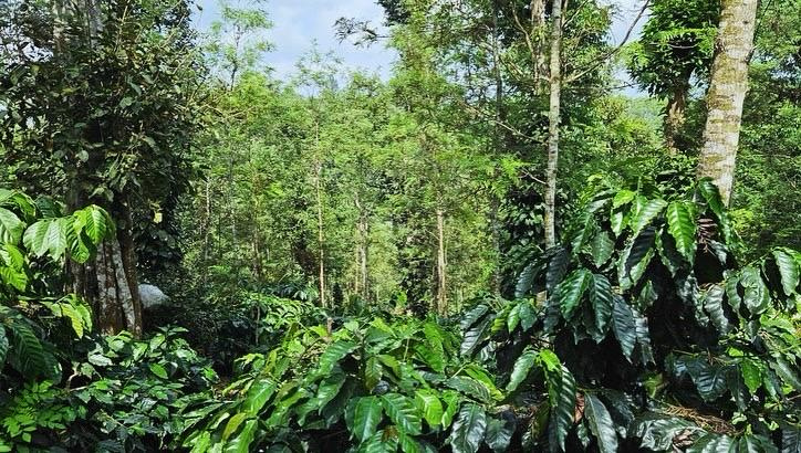4.32 acre well maintained coffee estate for sale in Mudigere