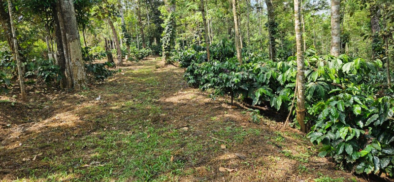 11 acre coffee estate for sale in Chikkamgaluru